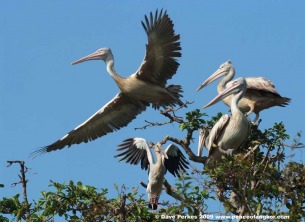 Peace of Angkor photo adventure tours siem reap cambodia Prek Toal Bird Sanctuary Birdwatching tour Spot Billed Pelicans